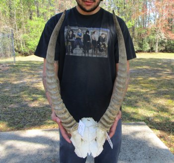 African Waterbuck Skull Plate with 22-1/2 and 23  inches Horns <font color=red> Grade B</font> for $69.99 