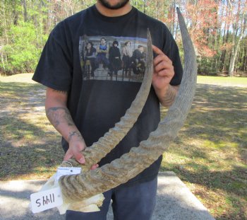 African Waterbuck Skull Plate with 22-1/2 and 23  inches Horns <font color=red> Grade B</font> for $69.99 