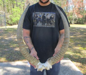 African Waterbuck Skull Plate with 22-1/2 and 23  inches Horns <font color=red> Grade B</font> for $69.99 
