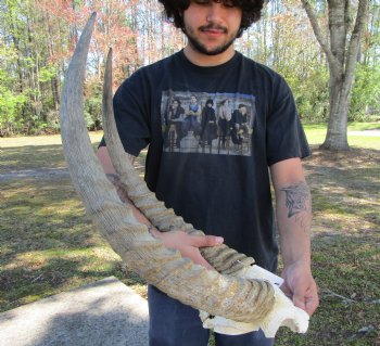 African Waterbuck Skull Plate with 22-1/2 and 23  inches Horns <font color=red> Grade B</font> for $69.99 