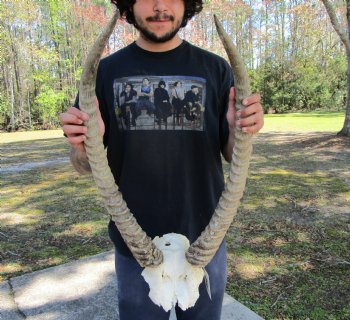African Waterbuck Skull Plate, Cap with 27-3/4 and 27-1/2 inches Horns for $99.99 