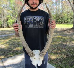 African Waterbuck Skull Plate, Cap with 27-3/4 and 27-1/2 inches Horns for $99.99 
