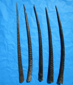5 Large African Gemsbok Horns, Oryx Horns in Bulk 33 to 35-1/2 inches for $25.00 each