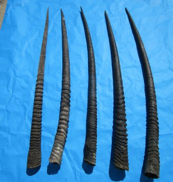 5 Large African Gemsbok Horns, Oryx Horns in Bulk 33 to 35-1/2 inches for $25.00 each