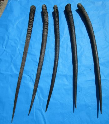 5 Large African Gemsbok Horns, Oryx Horns in Bulk 33 to 35-1/2 inches for $25.00 each