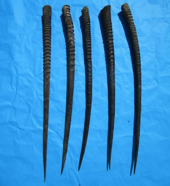 5 Large African Gemsbok Horns, Oryx Horns in Bulk 33 to 35-1/2 inches for $25.00 each