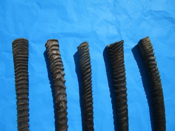 5 Large African Gemsbok Horns, Oryx Horns in Bulk 33 to 35-1/2 inches for $25.00 each