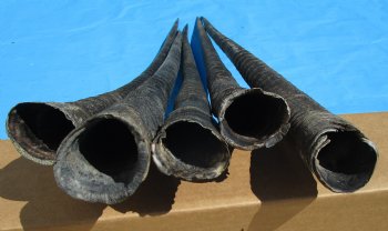 5 Large African Gemsbok Horns, Oryx Horns in Bulk 33 to 35-1/2 inches for $25.00 each
