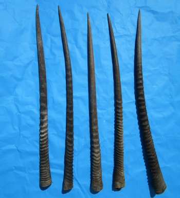 5 Large African Gemsbok Horns, Oryx Horns in Bulk 33-1/2 to 35 inches for $25.00 each