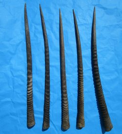 5 Large African Gemsbok Horns, Oryx Horns in Bulk 33-1/2 to 35 inches for $25.00 each