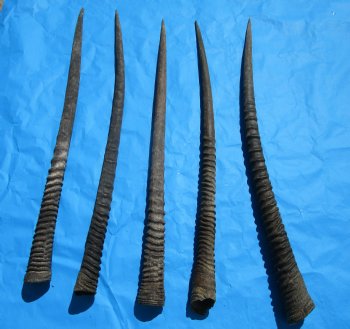 5 Large African Gemsbok Horns, Oryx Horns in Bulk 33-1/2 to 35 inches for $25.00 each