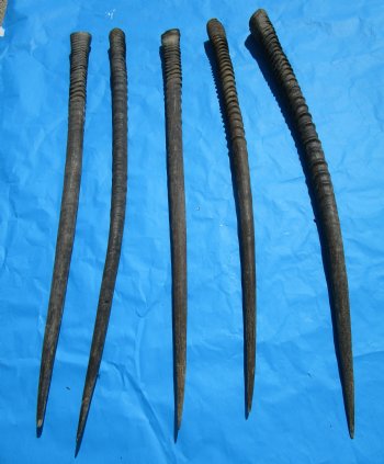 5 Large African Gemsbok Horns, Oryx Horns in Bulk 33-1/2 to 35 inches for $25.00 each