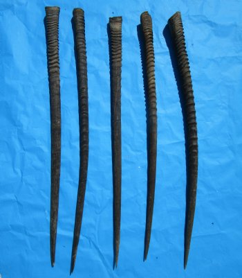 5 Large African Gemsbok Horns, Oryx Horns in Bulk 33-1/2 to 35 inches for $25.00 each