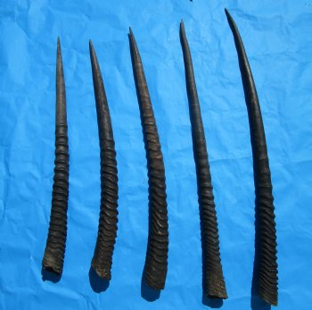 Five Gemsbok Horns, Oryx Horns in Bulk 26 to 32 inches for $22.00 each