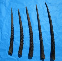 Five Gemsbok Horns, Oryx Horns in Bulk 26 to 32 inches for $22.00 each