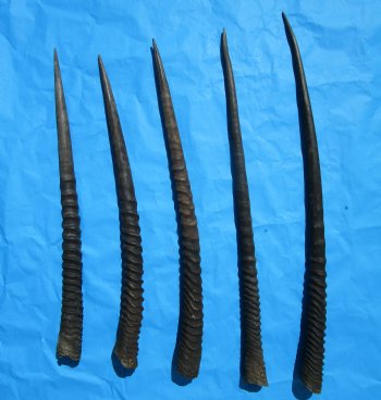 Five Gemsbok Horns, Oryx Horns in Bulk 26 to 32 inches for $22.00 each