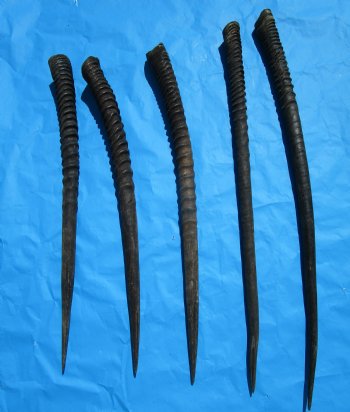 Five Gemsbok Horns, Oryx Horns in Bulk 26 to 32 inches for $22.00 each
