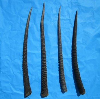 Four Gemsbok Horns, Oryx Horns in Bulk 29 to 32 inches long for $22.00 each