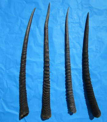 Four Gemsbok Horns, Oryx Horns in Bulk 29 to 32 inches long for $22.00 each