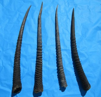 Four Gemsbok Horns, Oryx Horns in Bulk 29 to 32 inches long for $22.00 each