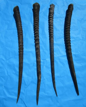 Four Gemsbok Horns, Oryx Horns in Bulk 29 to 32 inches long for $22.00 each