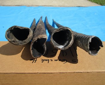 Four Gemsbok Horns, Oryx Horns in Bulk 29 to 32 inches long for $22.00 each