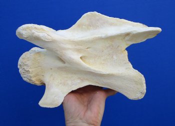 11-1/4 inches Genuine African Giraffe Neck Vertebra Bone for $64.99 (CITES301466)