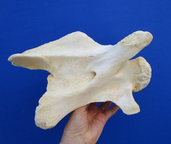 11-1/4 inches Genuine African Giraffe Neck Vertebra Bone for $64.99 (CITES301466)