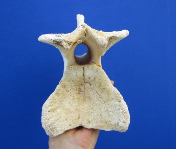 11-1/4 inches Genuine African Giraffe Neck Vertebra Bone for $64.99 (CITES301466)