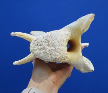 11-1/4 inches Genuine African Giraffe Neck Vertebra Bone for $64.99 (CITES301466)