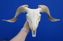 African Merino Sheep Skull with 15-1/4 and 14-1/4 inches Horns for $124.99