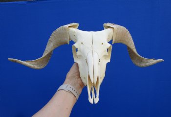African Merino Sheep Skull with 15-1/4 and 14-1/4 inches Horns for $124.99