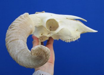 African Merino Sheep Skull with 15-1/4 and 14-1/4 inches Horns for $124.99