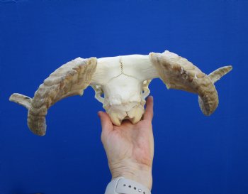 African Merino Sheep Skull with 15-1/4 and 14-1/4 inches Horns for $124.99