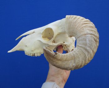 African Merino Sheep Skull with 15-1/4 and 14-1/4 inches Horns for $124.99