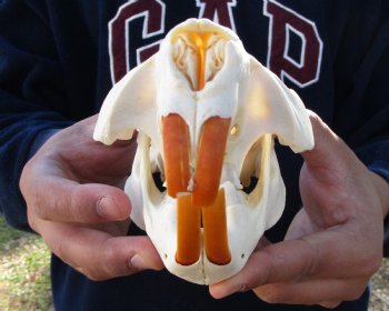 5-1/4 inches Beaver Skull, <font color=red>Good Quality</font> for $43.99