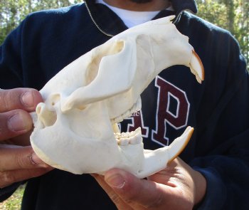 5-1/4 inches Beaver Skull, <font color=red>Good Quality</font> for $43.99