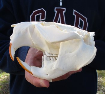 5-1/4 inches Beaver Skull, <font color=red>Good Quality</font> for $43.99