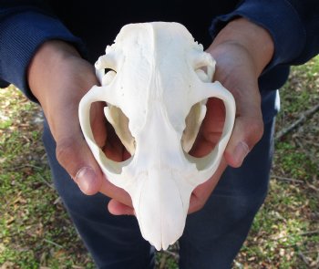 5-1/4 inches Beaver Skull, <font color=red>Good Quality</font> for $43.99