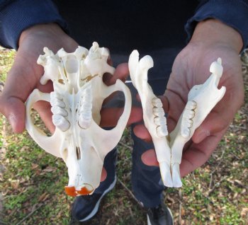 5-1/4 inches Beaver Skull, <font color=red>Good Quality</font> for $43.99