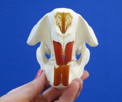 5-1/4 inches Beaver Skull, <font color=red>Good Quality</font> for $43.99