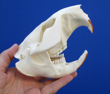 5-1/4 inches Beaver Skull, <font color=red>Good Quality</font> for $43.99