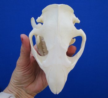 5-1/4 inches Beaver Skull, <font color=red>Good Quality</font> for $43.99
