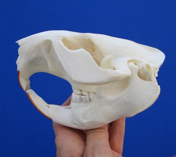 5-1/4 inches Beaver Skull, <font color=red>Good Quality</font> for $43.99