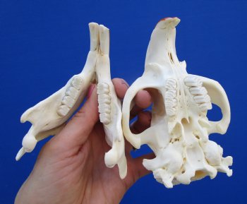 5-1/4 inches Beaver Skull, <font color=red>Good Quality</font> for $43.99