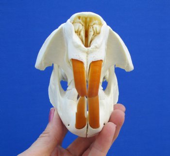 5-1/2 inches Beaver Skull, <font color=red>Good Quality</font> for $43.99