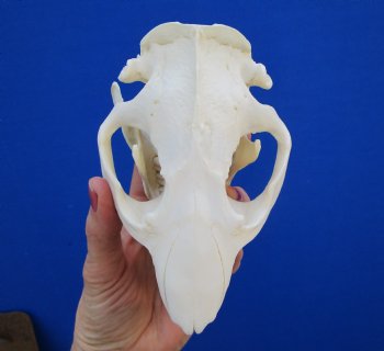 5-1/2 inches Beaver Skull, <font color=red>Good Quality</font> for $43.99