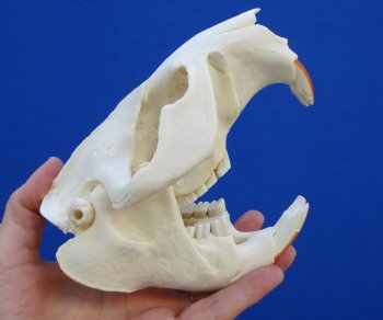 5-1/2 inches Beaver Skull, <font color=red>Good Quality</font> for $43.99