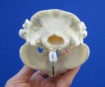 5-1/2 inches Beaver Skull, <font color=red>Good Quality</font> for $43.99