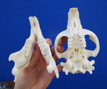 5-1/2 inches Beaver Skull, <font color=red>Good Quality</font> for $43.99
